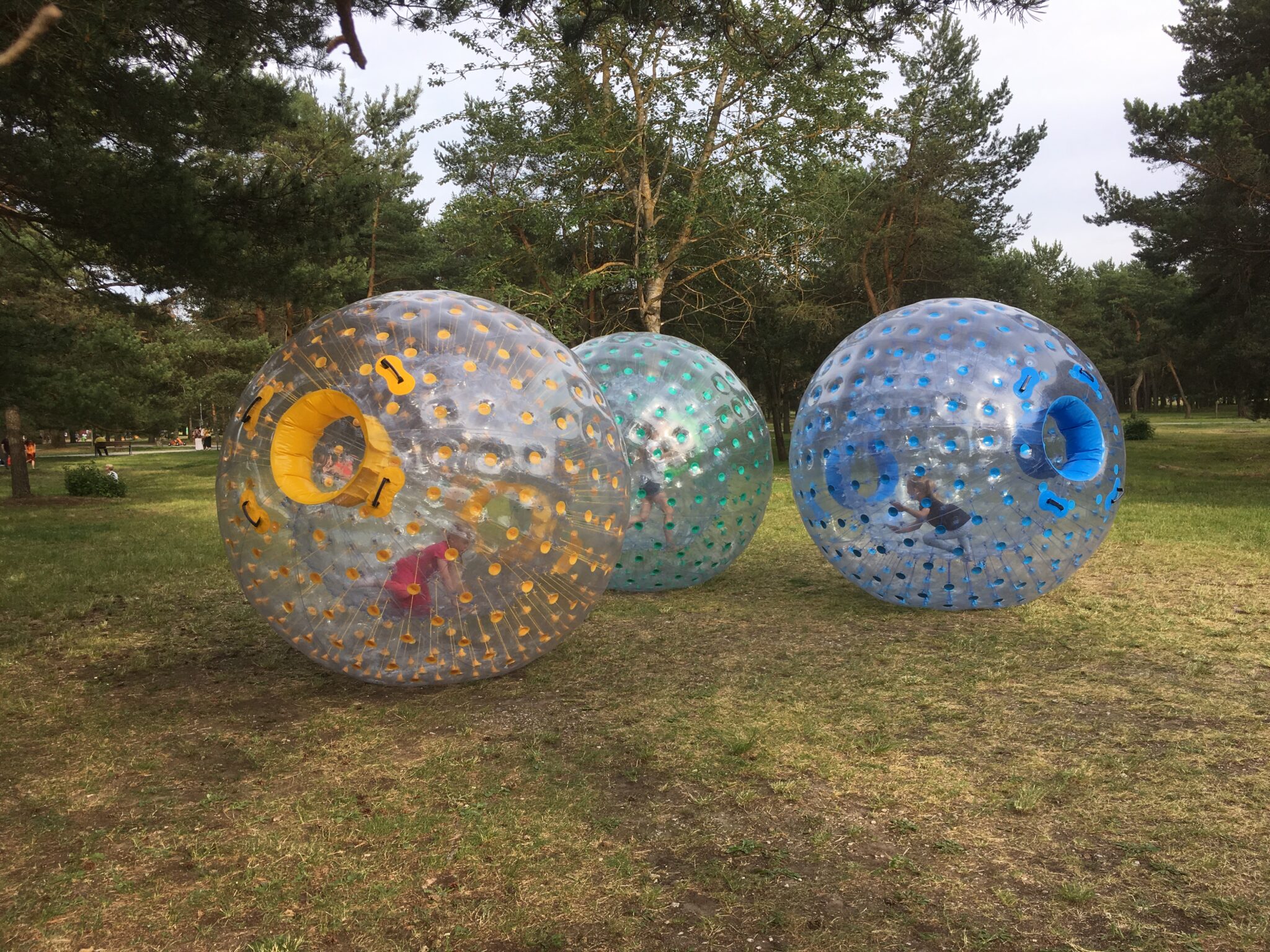 zorb pallid